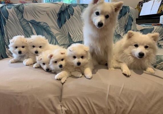 Purebred Japanese Spitz puppies for sale